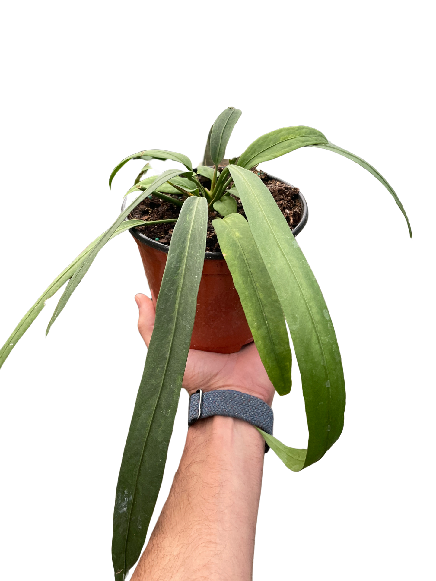 Anthurium 'Vittarifolium'-6" Pot