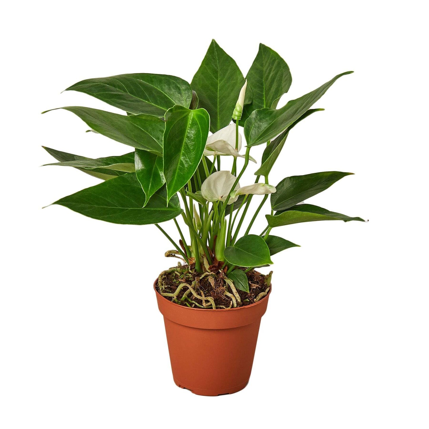 Anthurium 'White'-6" Pot