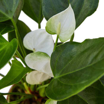 Anthurium 'White'-6" Pot