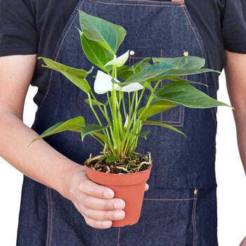 Anthurium 'White'-6" Pot