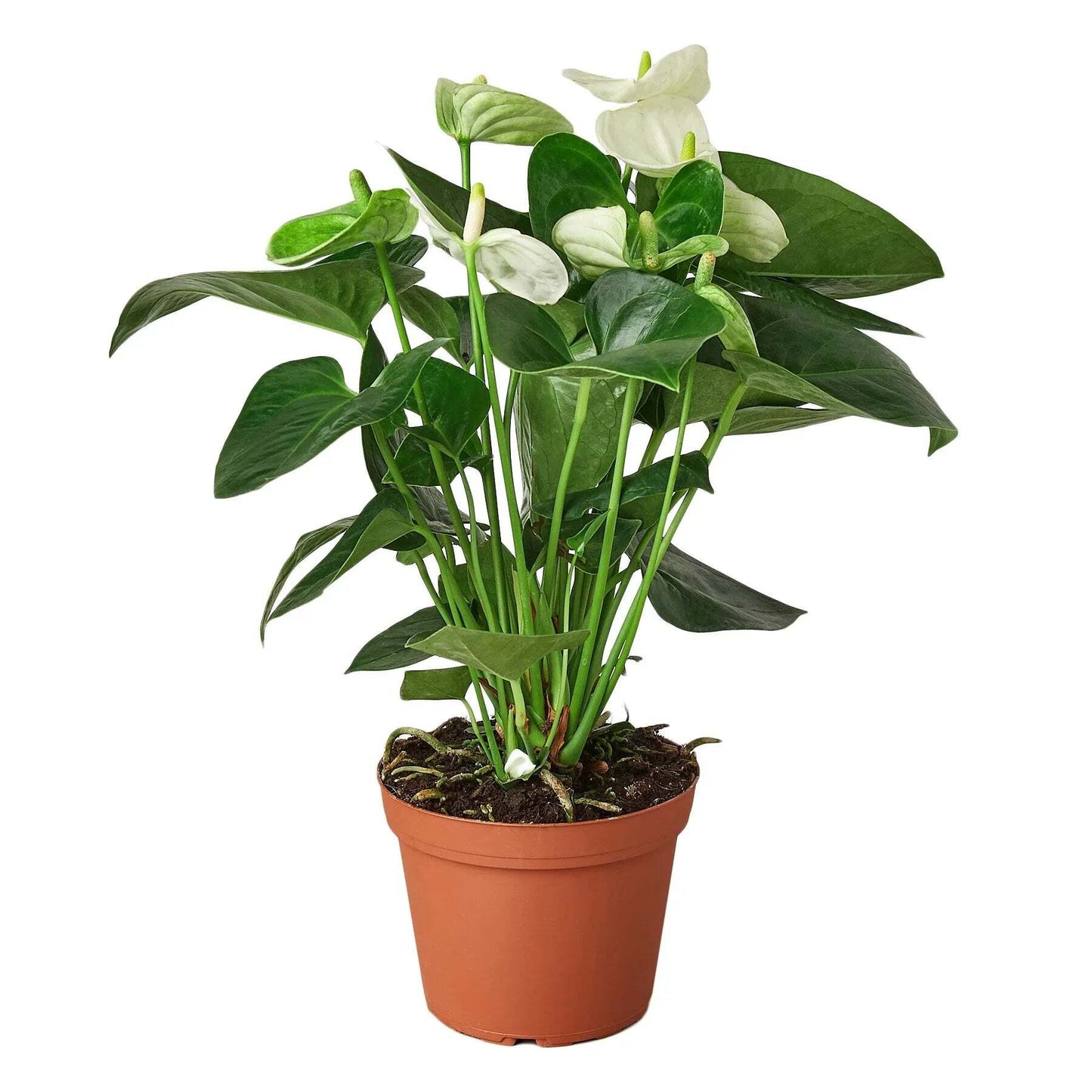 Anthurium 'White'-6" Pot