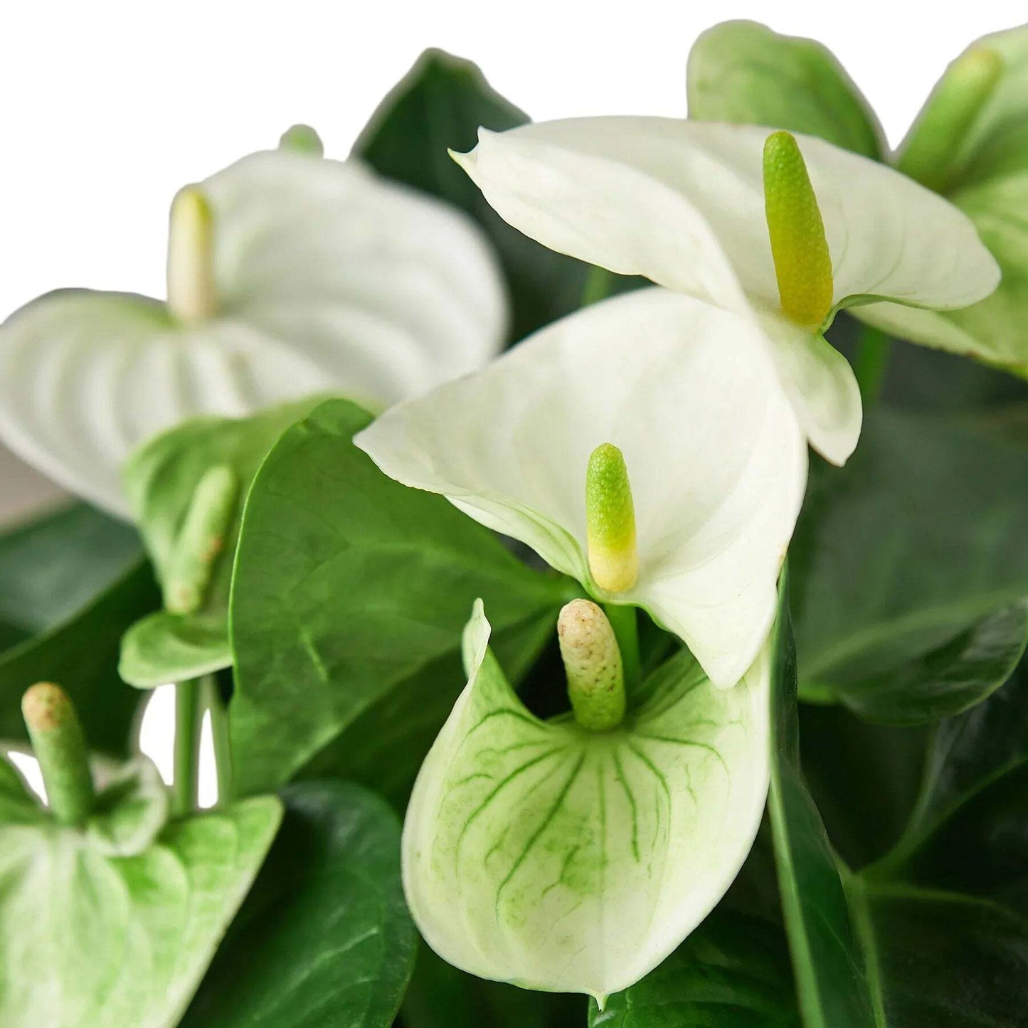 Anthurium 'White'-6" Pot