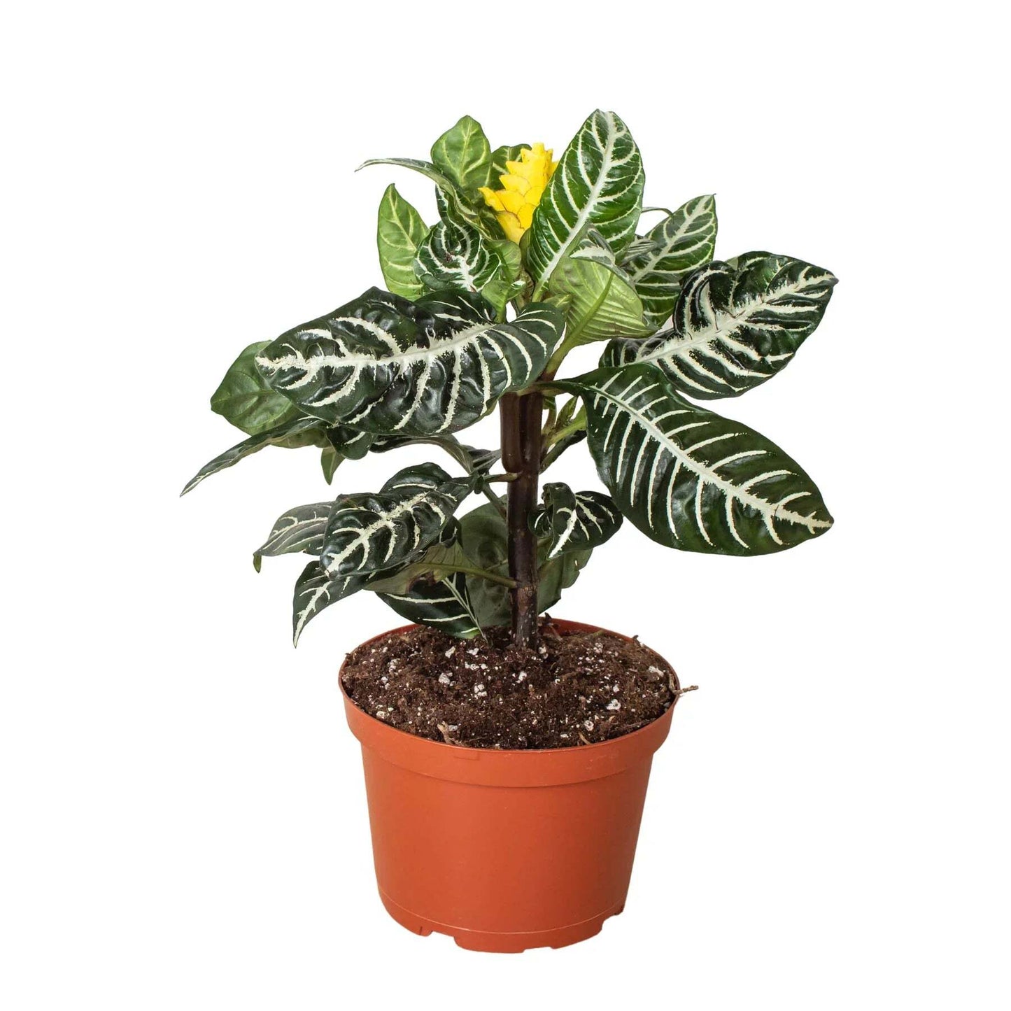 Zebra 'Aphelandra'-6" Pot