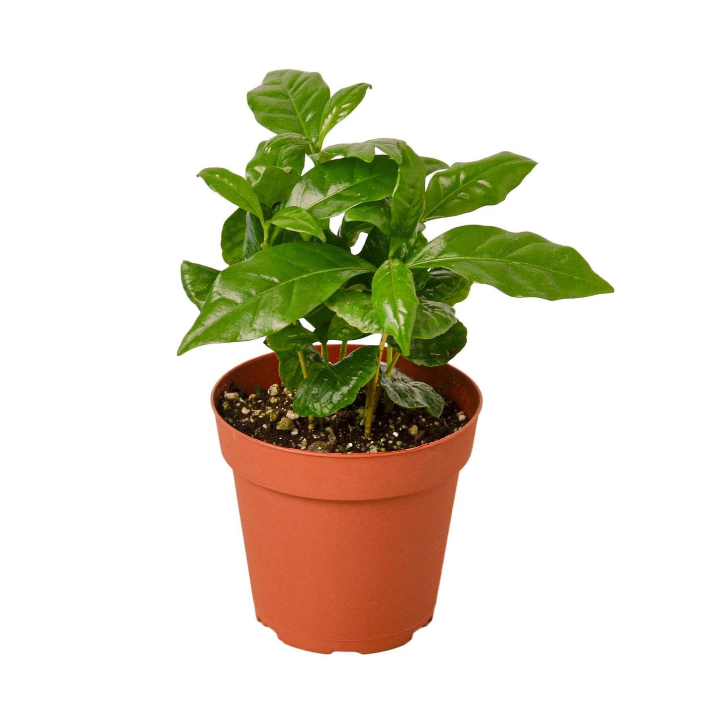 Arabica Coffee-6" Pot