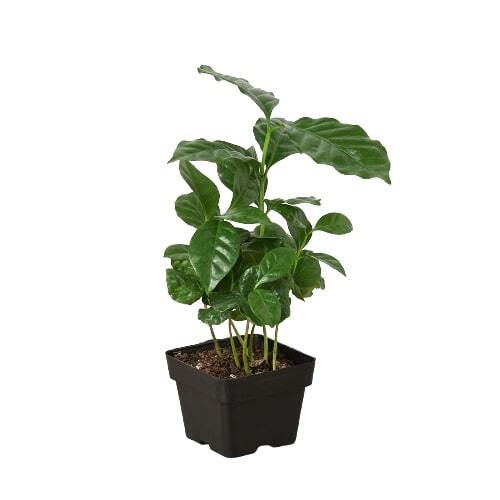 Arabica Coffee-6" Pot