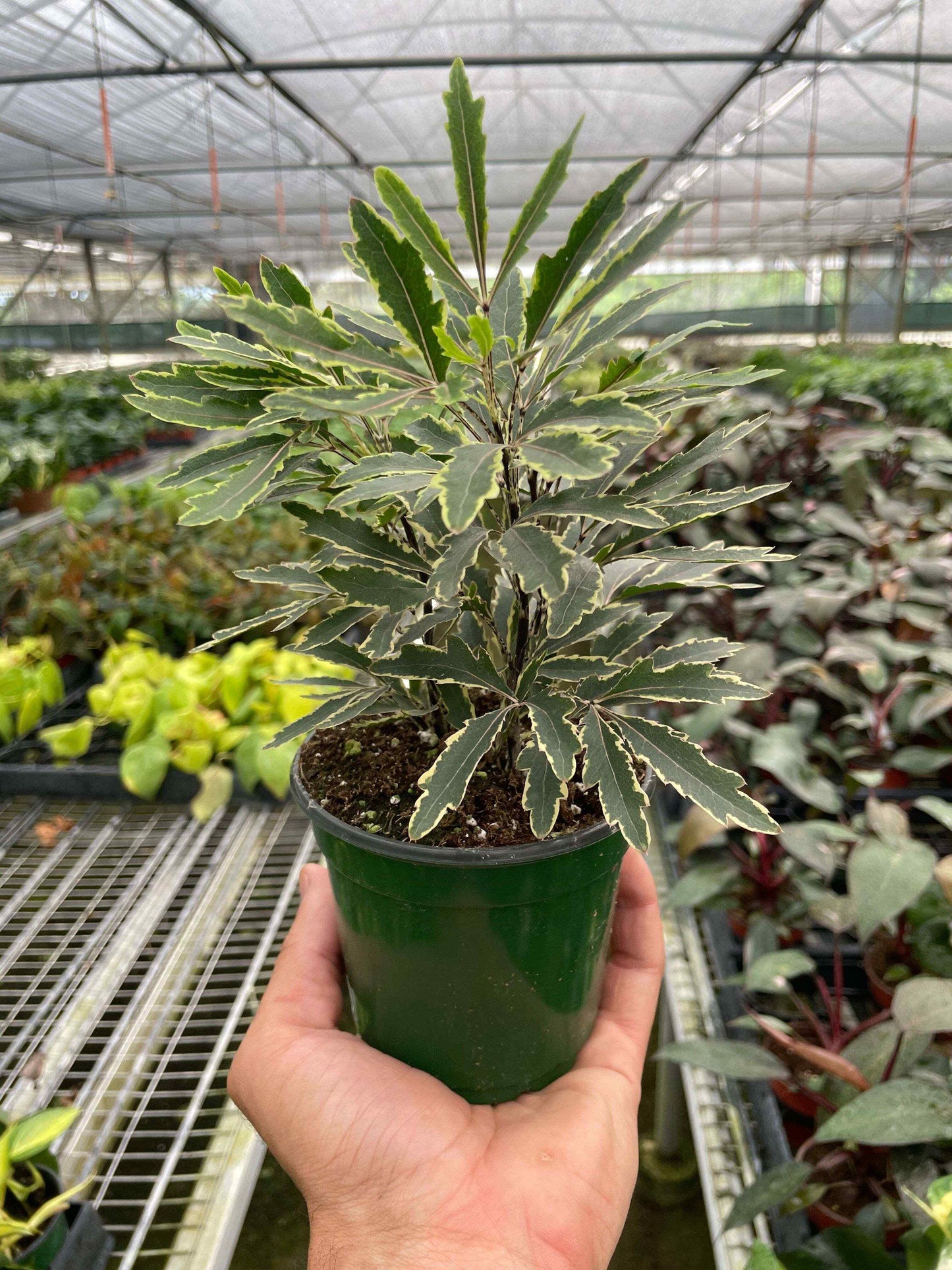 Aralia 'Bianca'-6" Pot