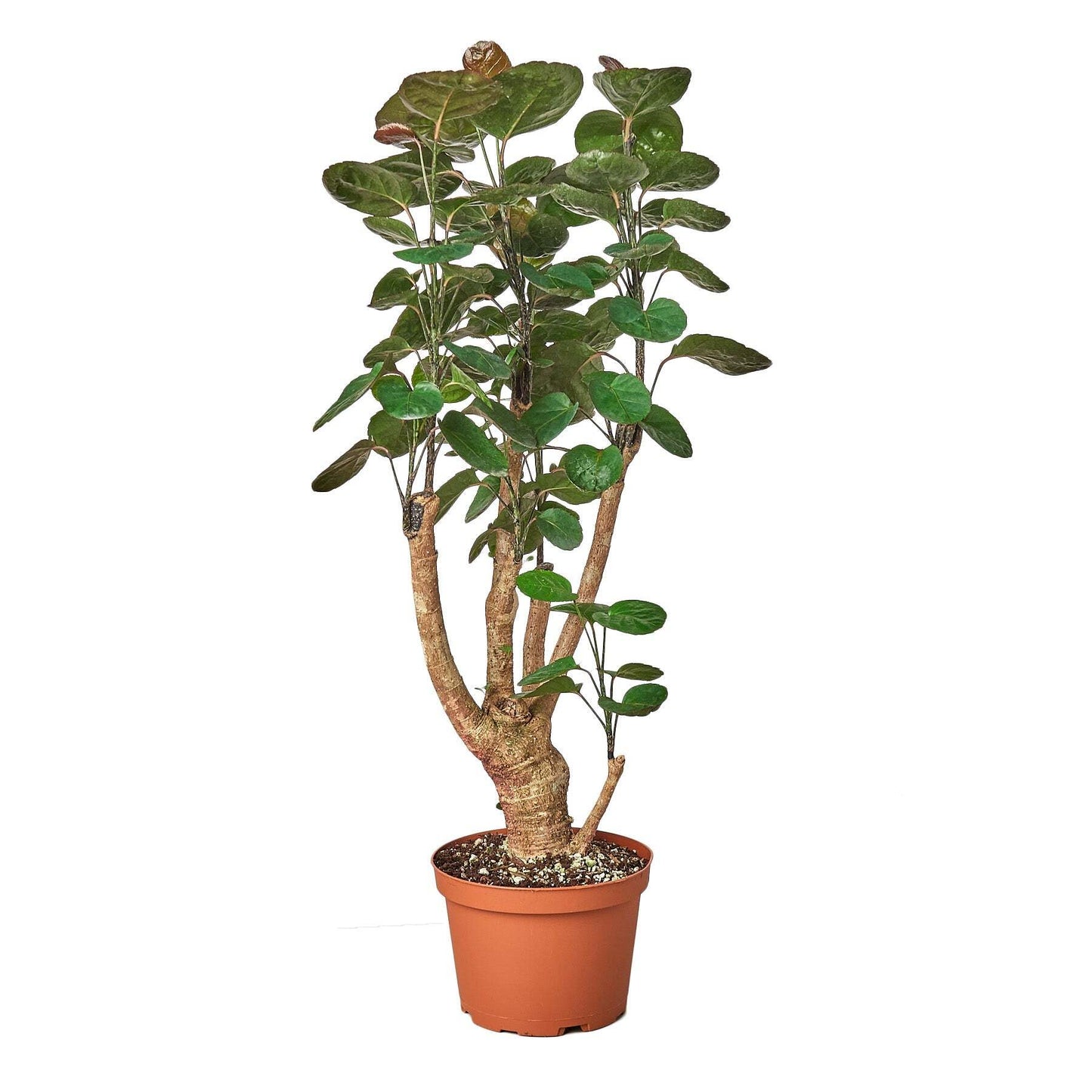 Aralia Fabian Stump 'Polyscias Scutellaria'-6" Pot