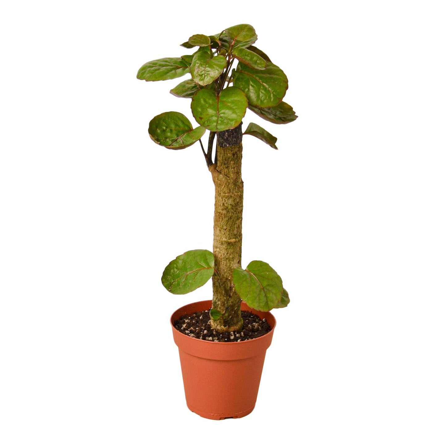 Aralia Fabian Stump 'Polyscias Scutellaria'-6" Pot