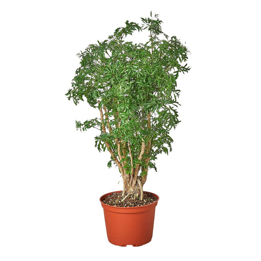 Aralia Ming Stump Plant-6" Pot