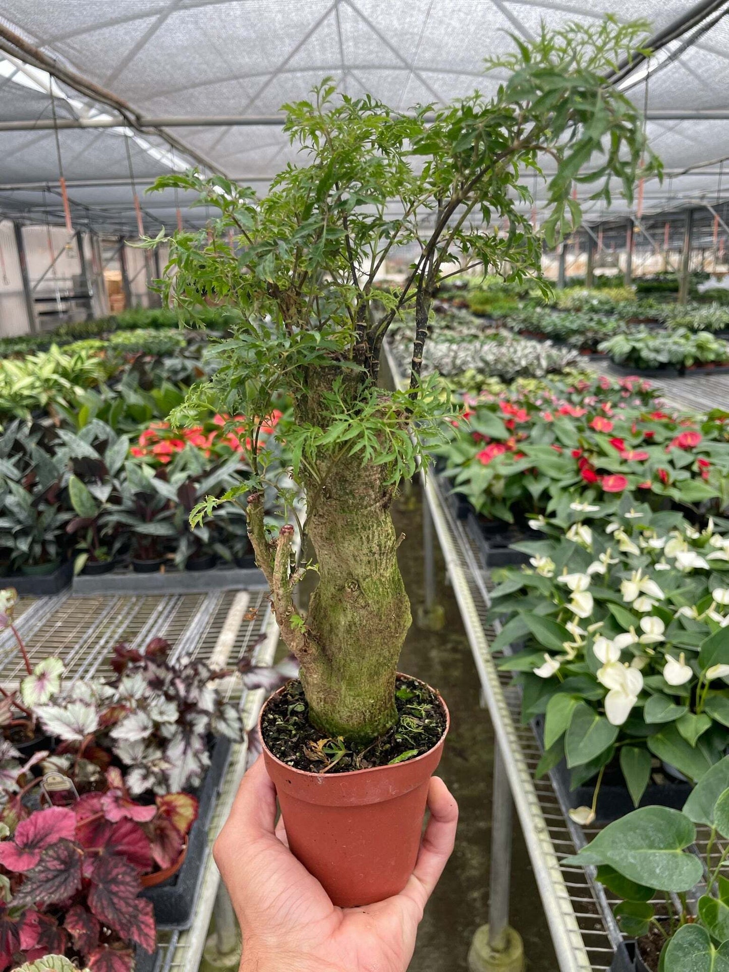 Aralia Ming Stump Plant-6" Pot