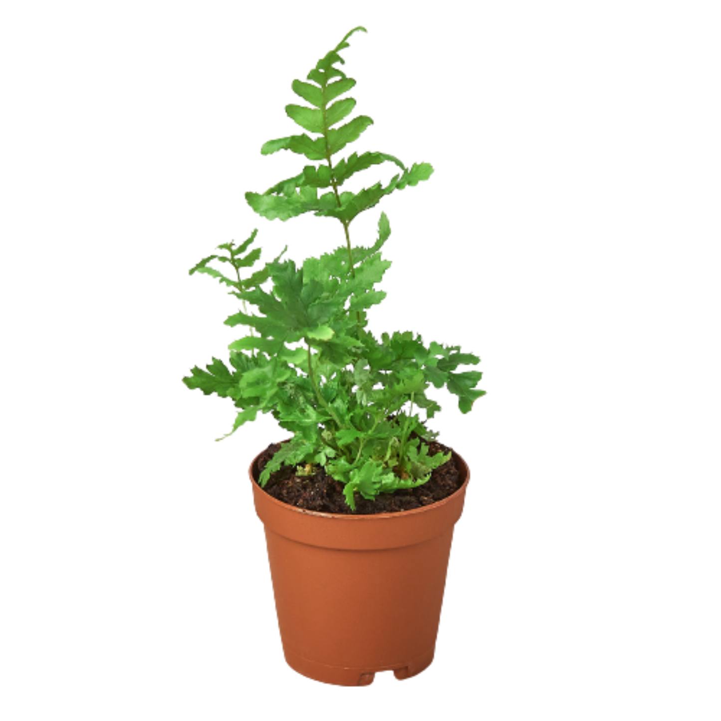 'Autumn' Fern-6" Pot