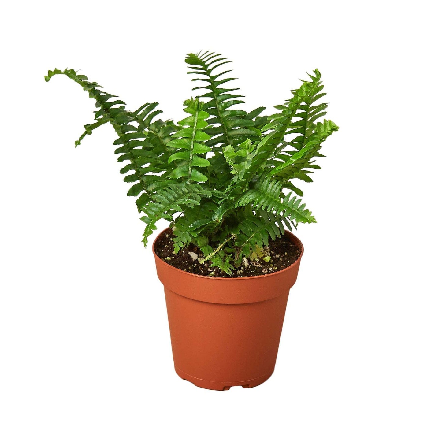 Jester's Crown Fern-6" Pot / Nursery Pot