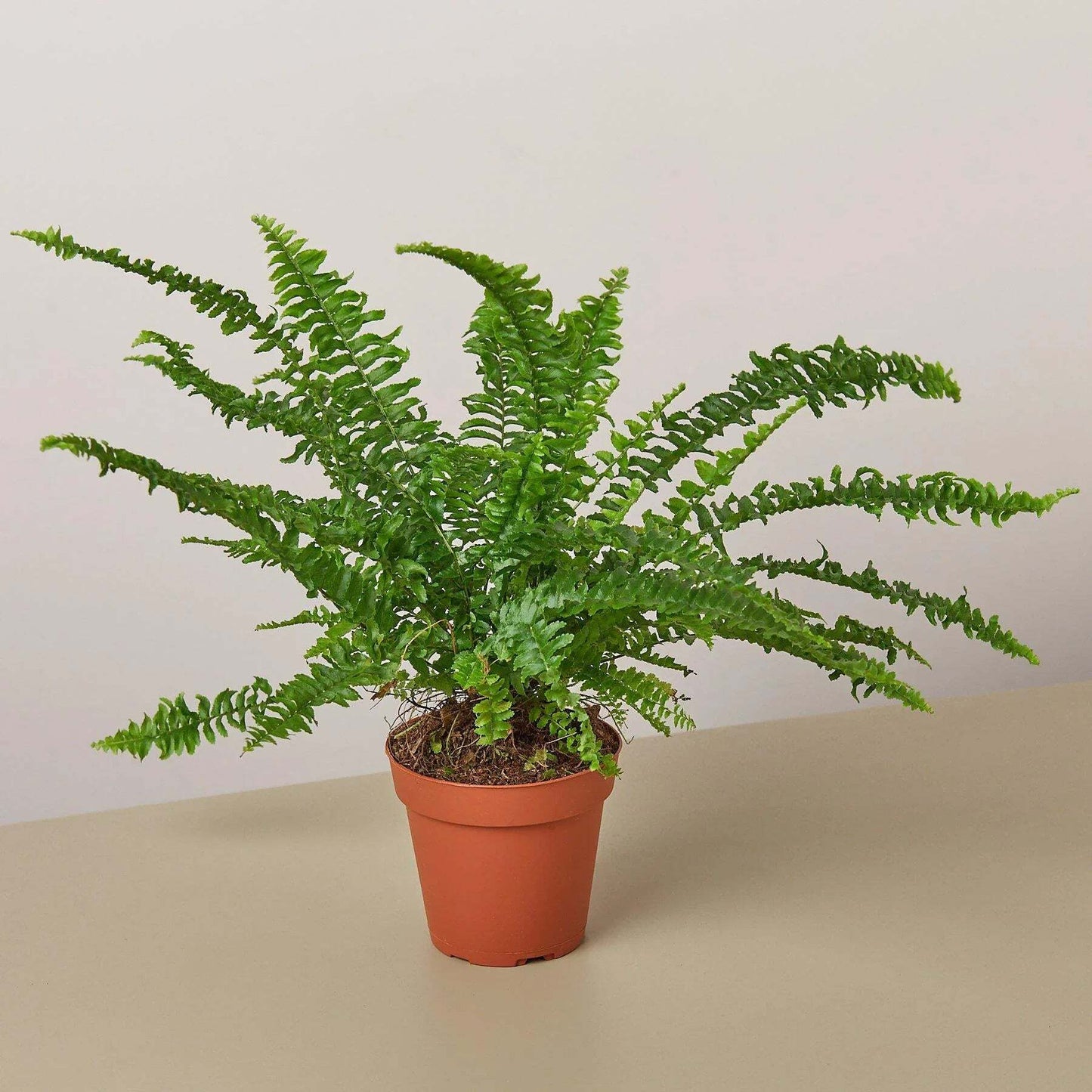 Jester's Crown Fern-6" Pot / Nursery Pot