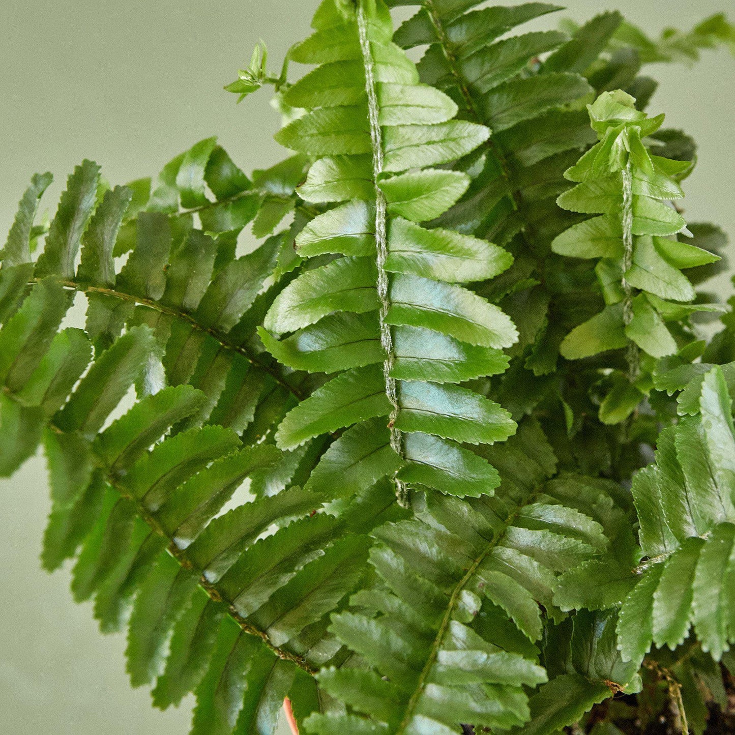 Jester's Crown Fern-6" Pot / Nursery Pot