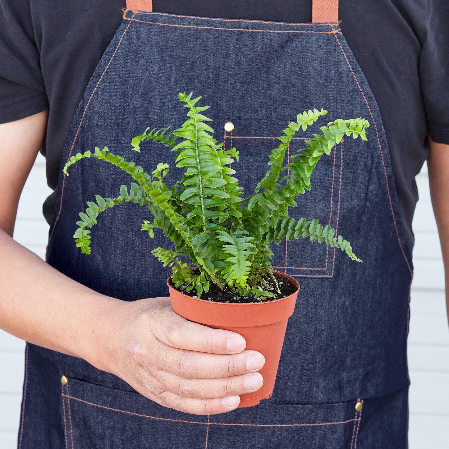 Jester's Crown Fern-6" Pot / Nursery Pot