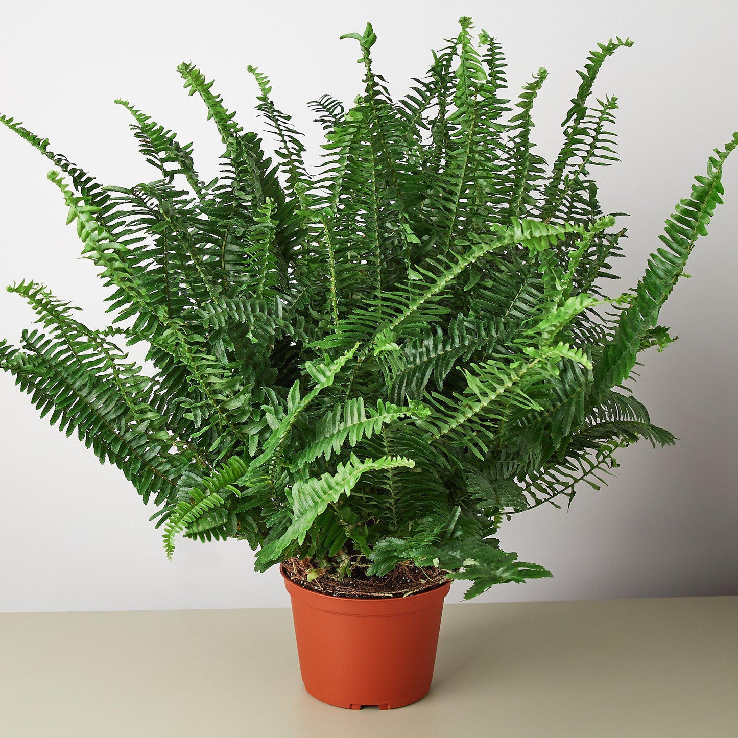 Jester's Crown Fern-6" Pot / Nursery Pot