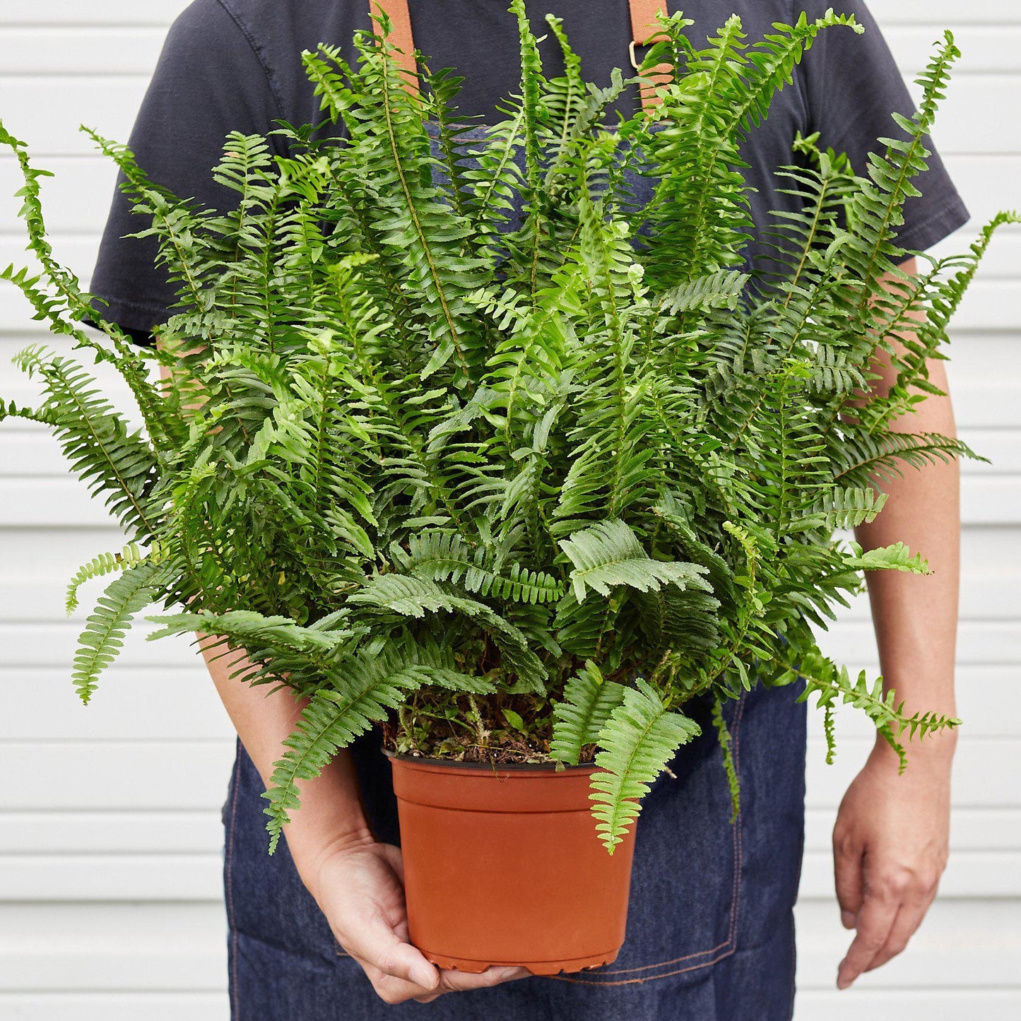 Jester's Crown Fern-6" Pot / Nursery Pot