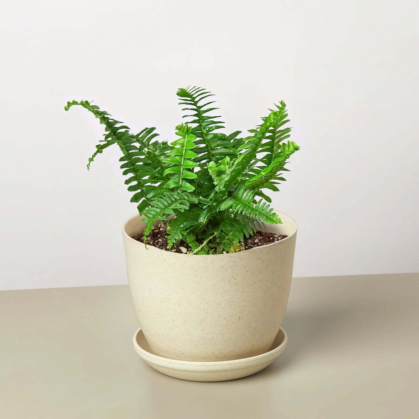 Jester's Crown Fern-6" Pot / Nursery Pot