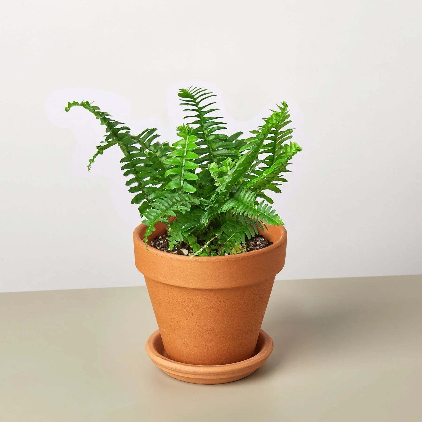 Jester's Crown Fern-6" Pot / Nursery Pot