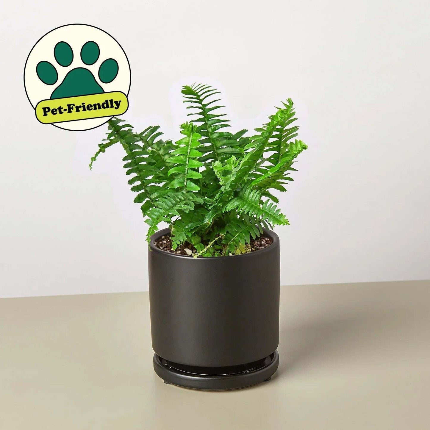 Jester's Crown Fern-6" Pot / Nursery Pot