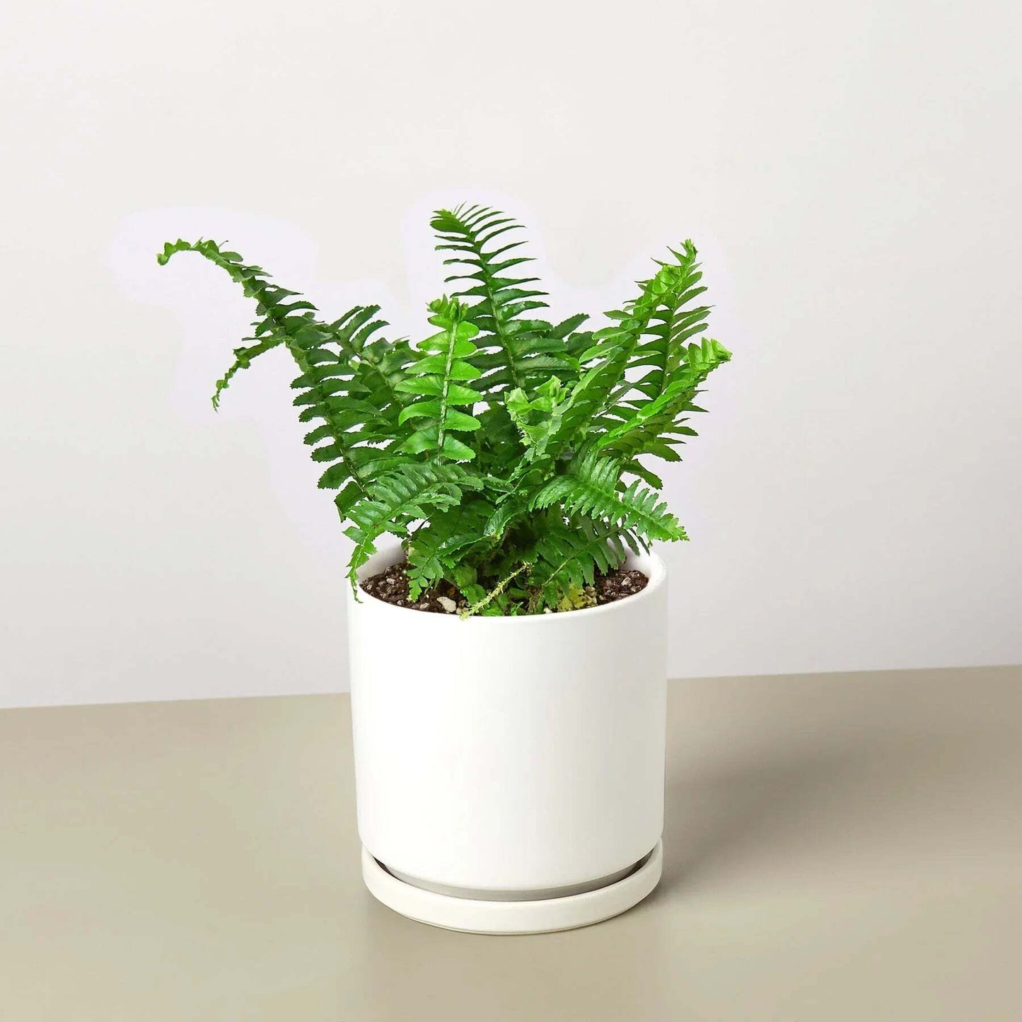 Jester's Crown Fern-6" Pot / Nursery Pot