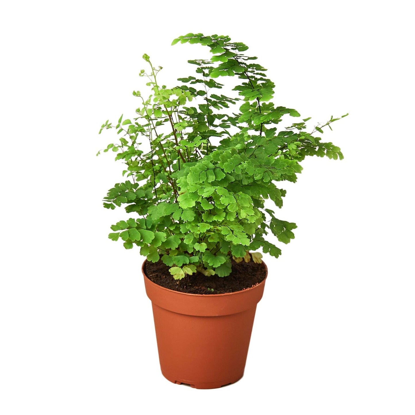 Maidenhair Fern-6" Pot