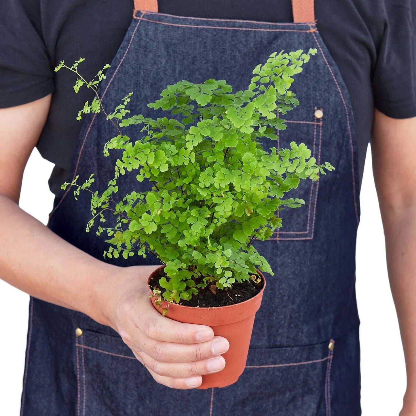 Maidenhair Fern-6" Pot