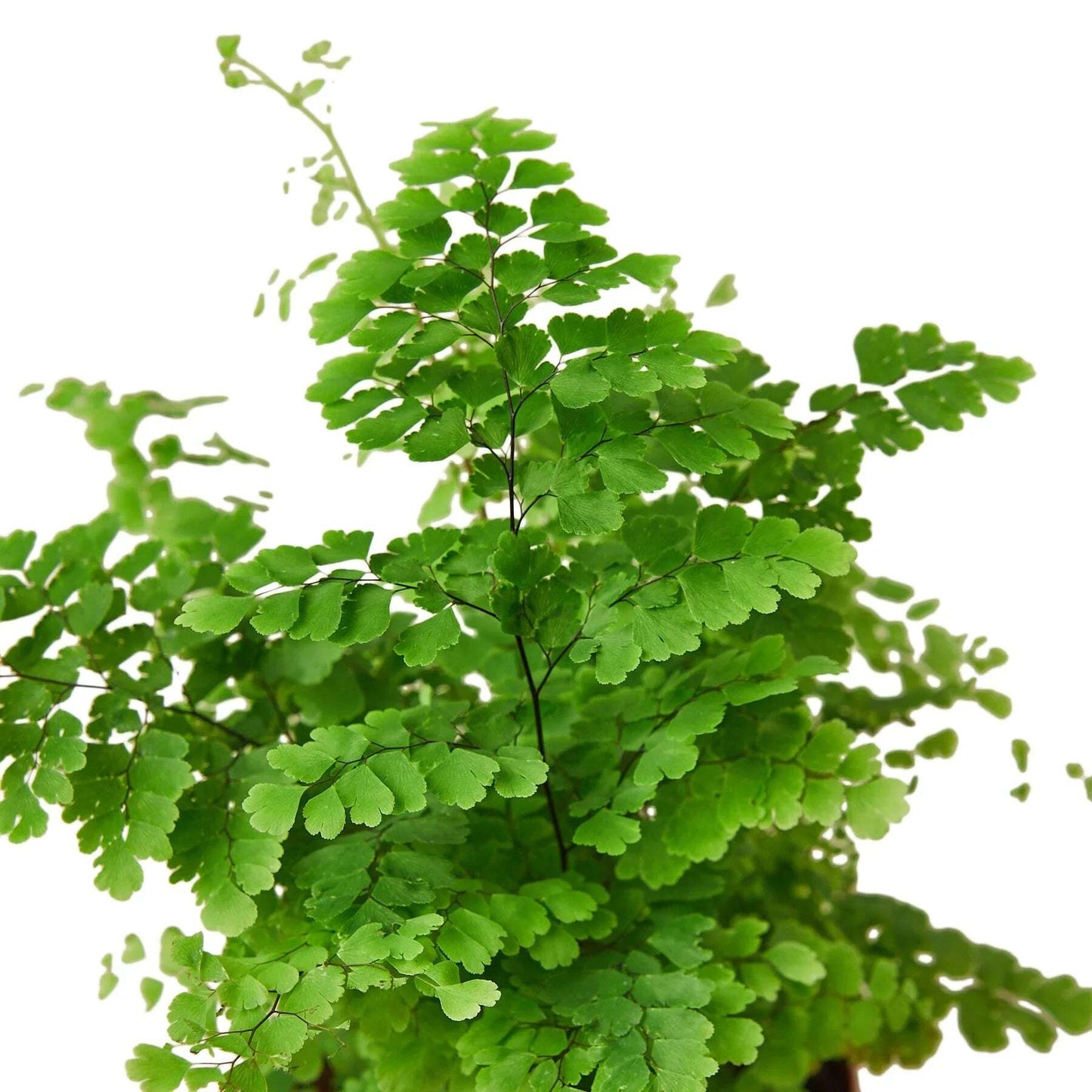 Maidenhair Fern-6" Pot