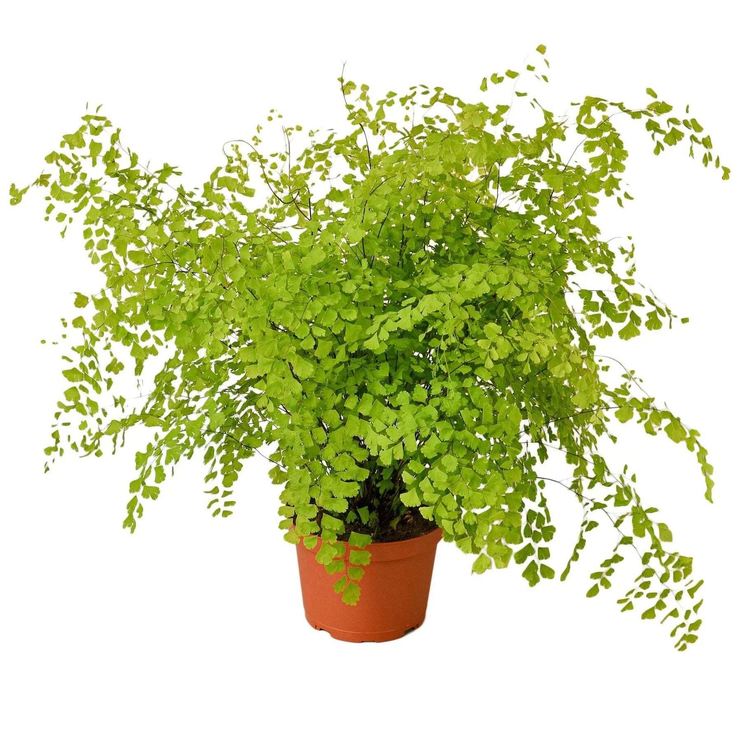 Maidenhair Fern-6" Pot