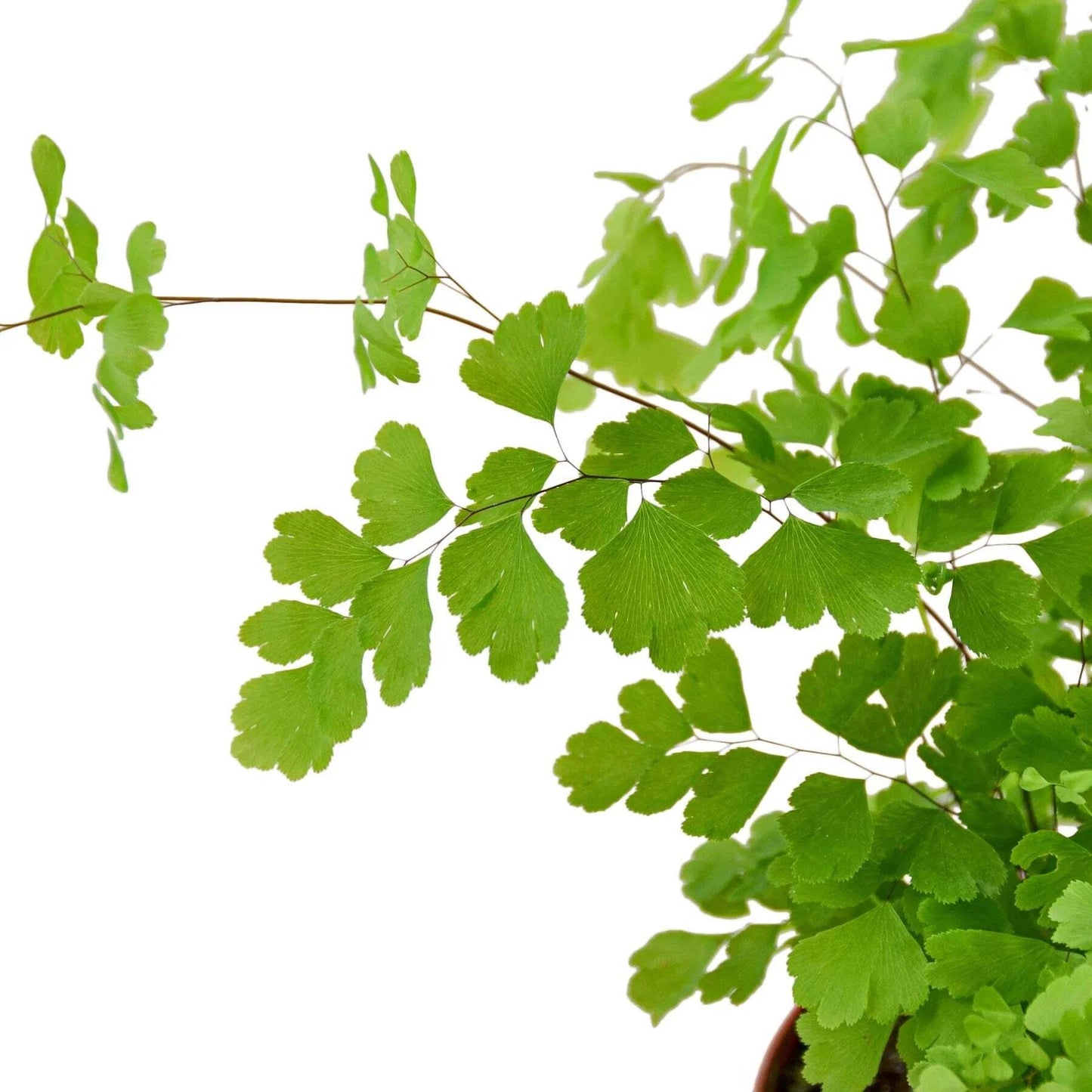 Maidenhair Fern-6" Pot