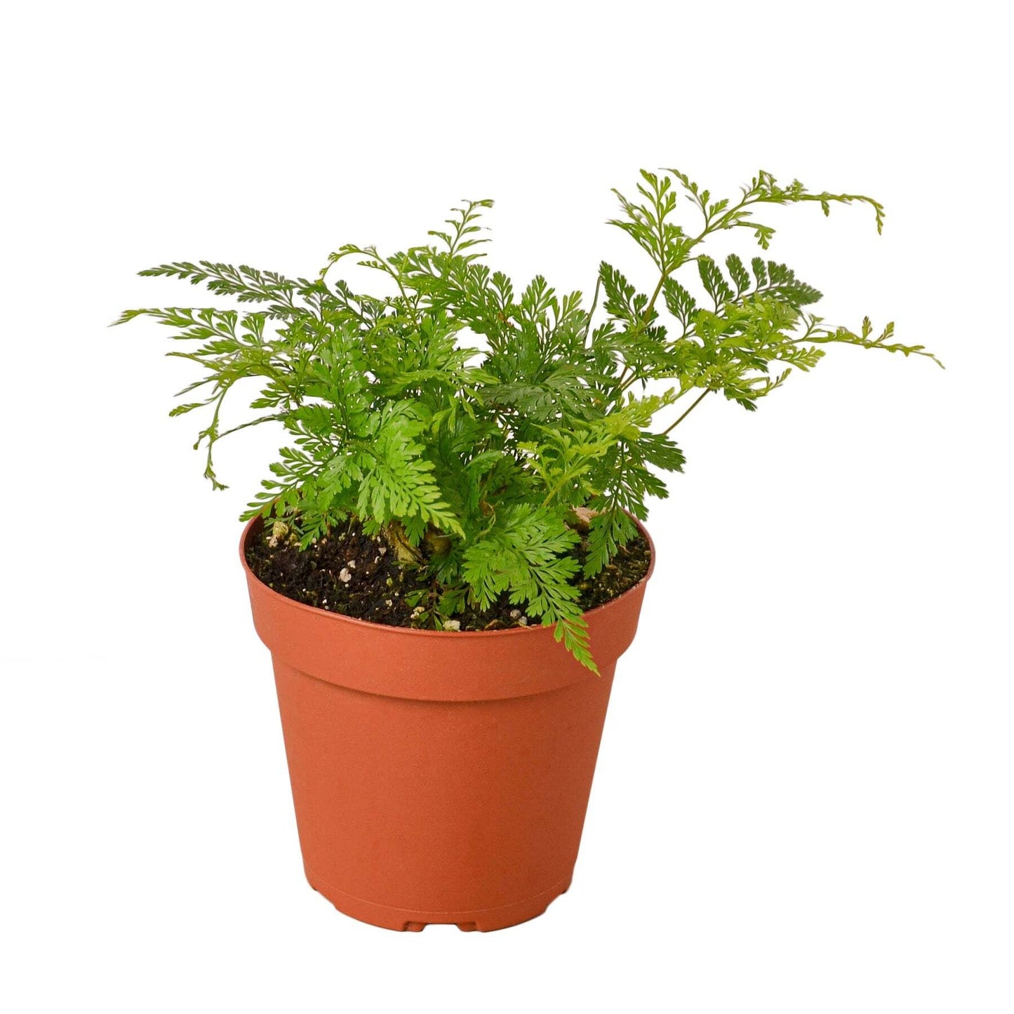 Rabbit's Foot Fern-6" Pot