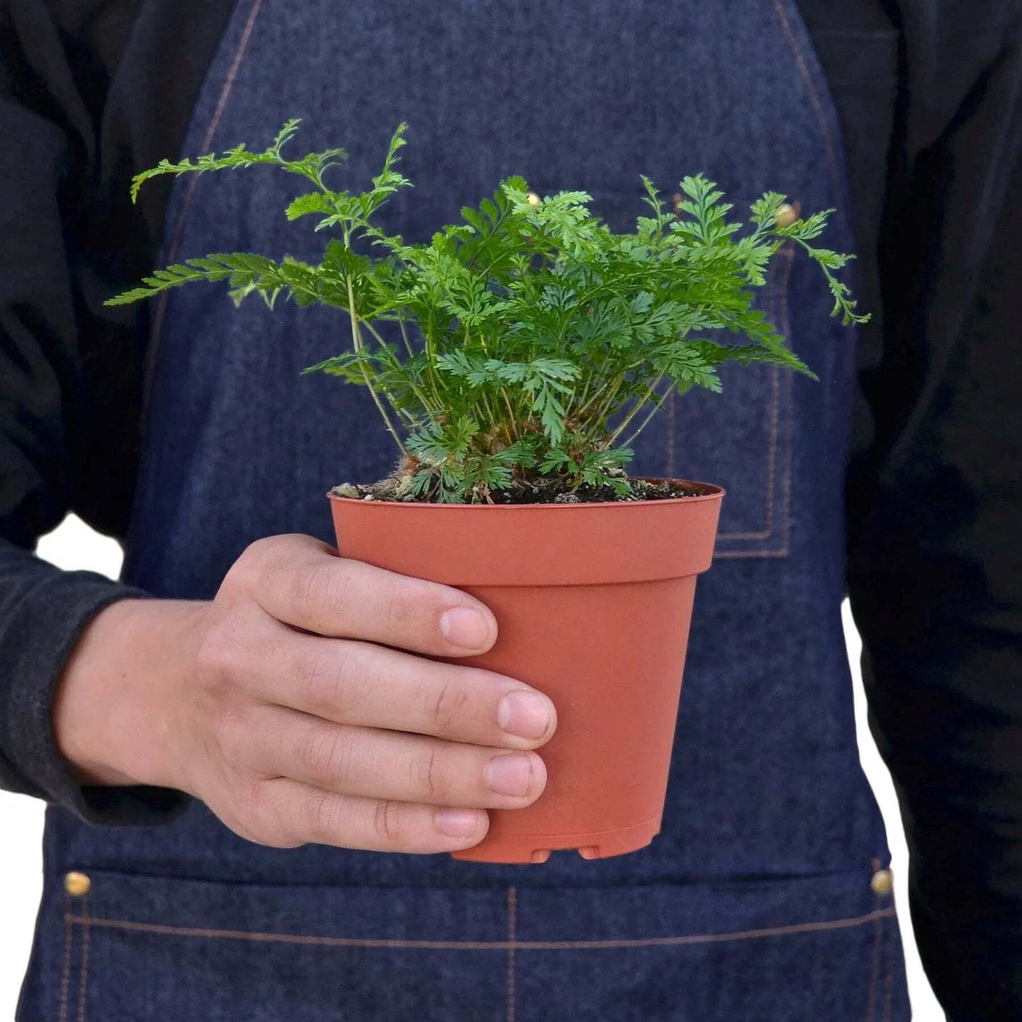 Rabbit's Foot Fern-6" Pot