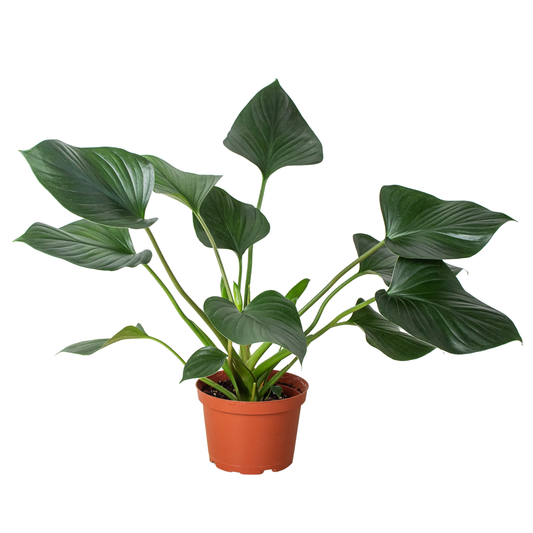 Homalomena 'Emerald Gem'-6" Pot