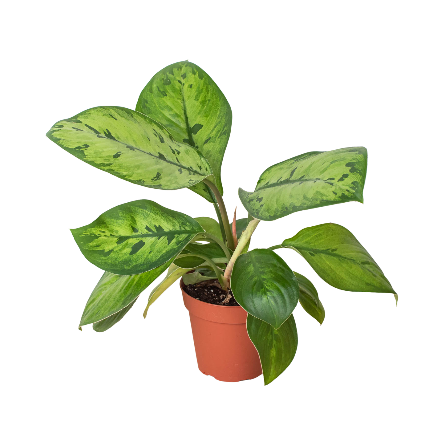 Homalomena 'Selby'-6" Pot