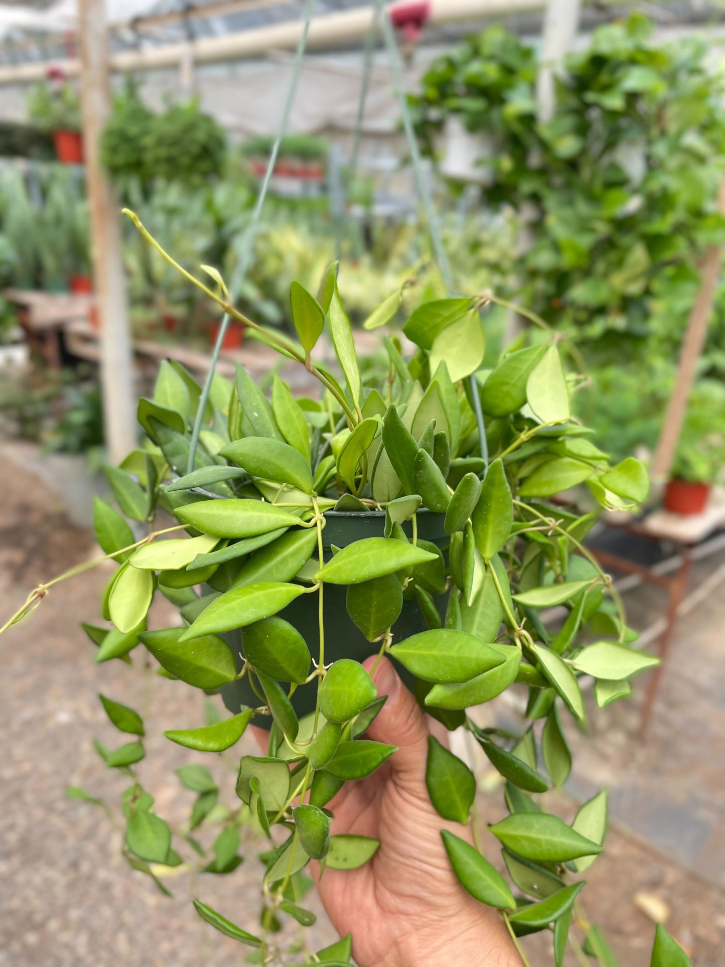 Hoya 'Burtoniae'-6" Pot