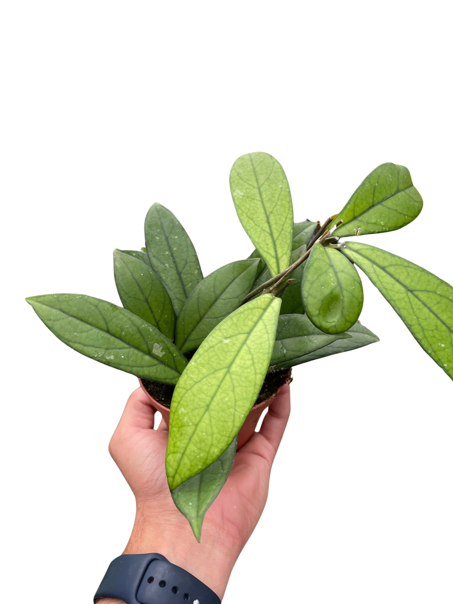 Hoya 'Crassipetiolata'-6' Pot