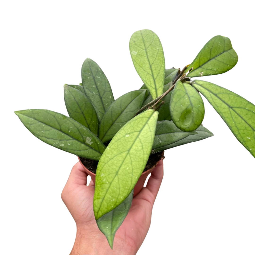 Hoya 'Crassipetiolata'-6' Pot