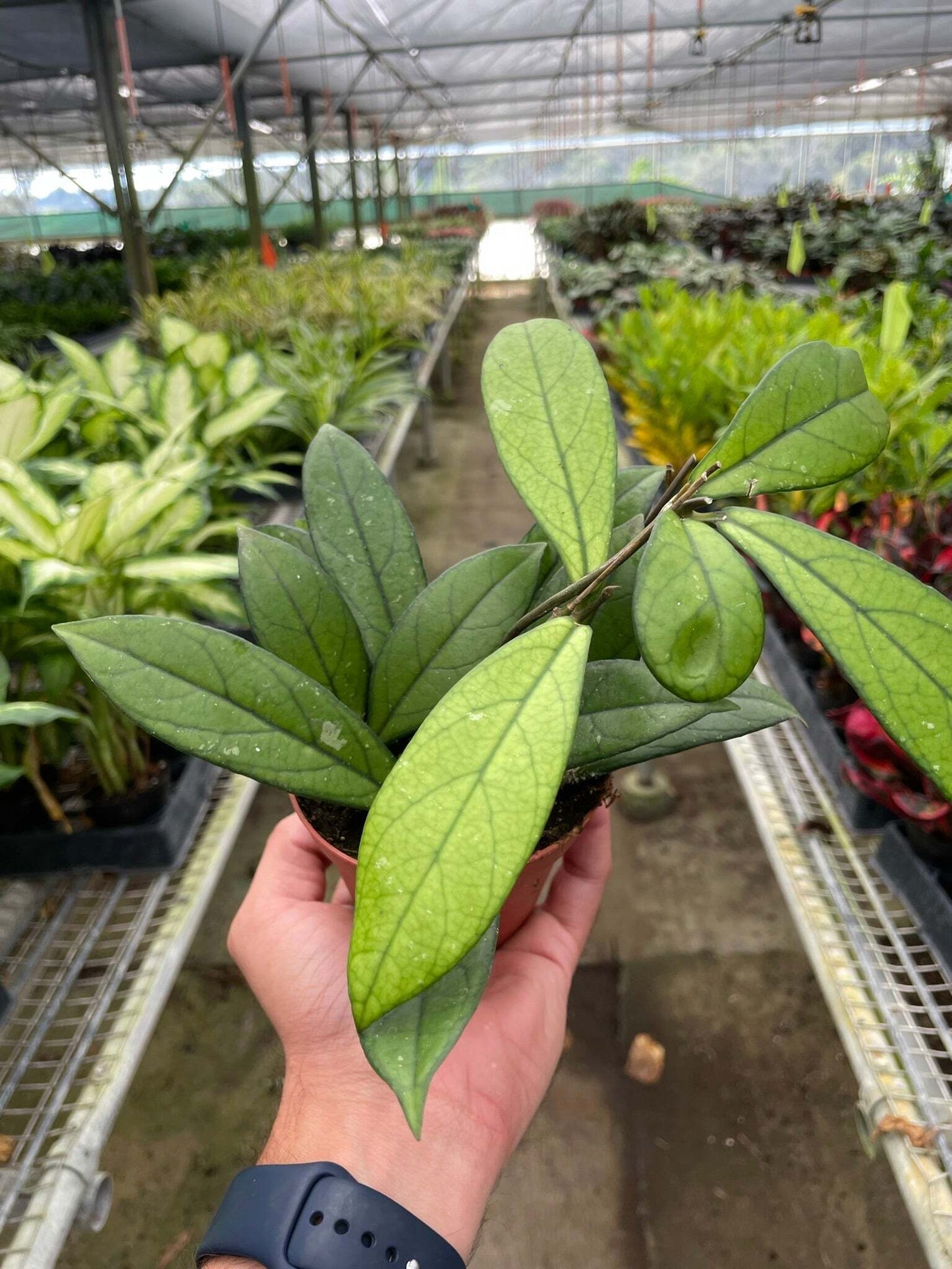 Hoya 'Crassipetiolata'-6' Pot