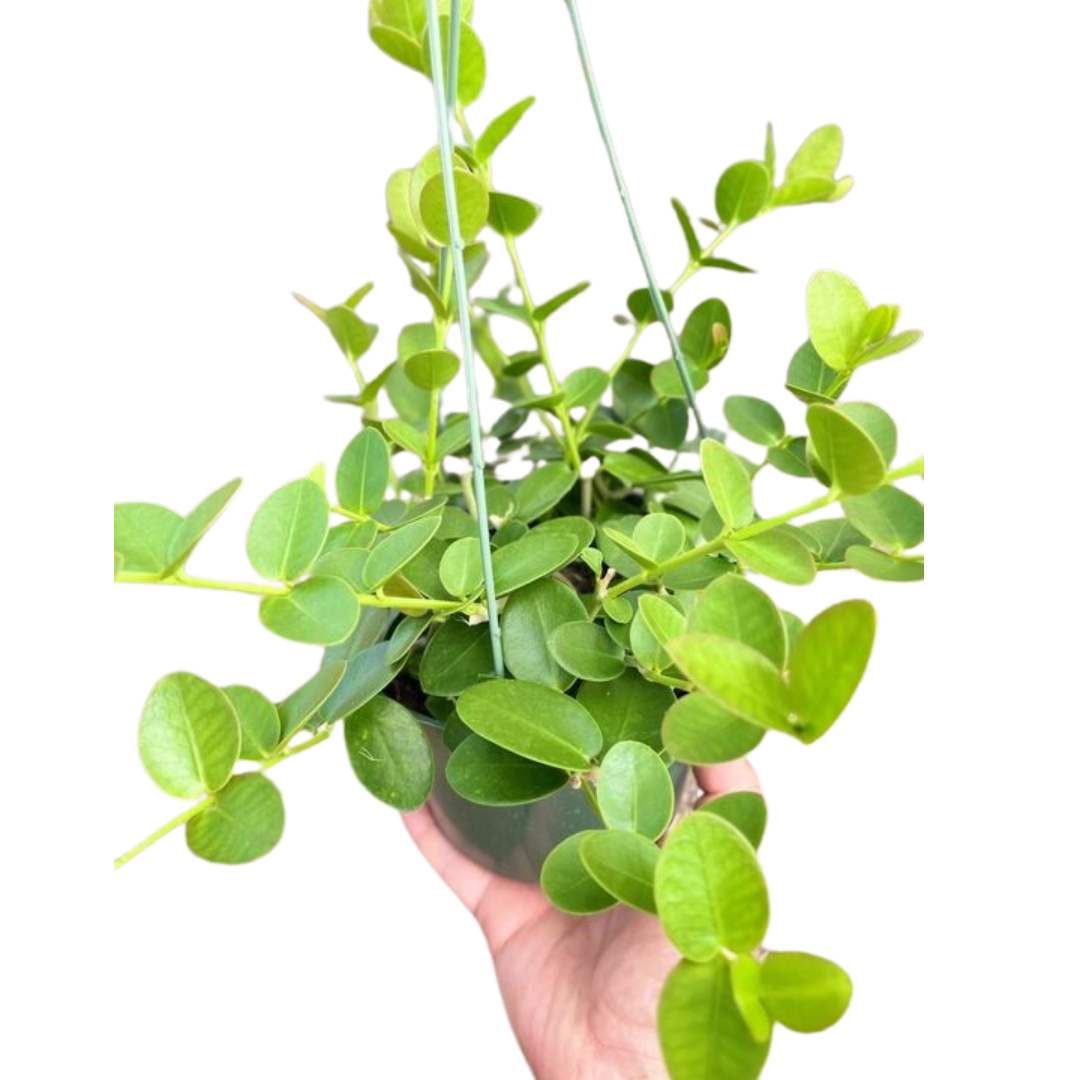 Hoya Cumingiana-6" Pot