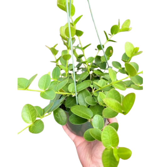 Hoya Cumingiana-6" Pot