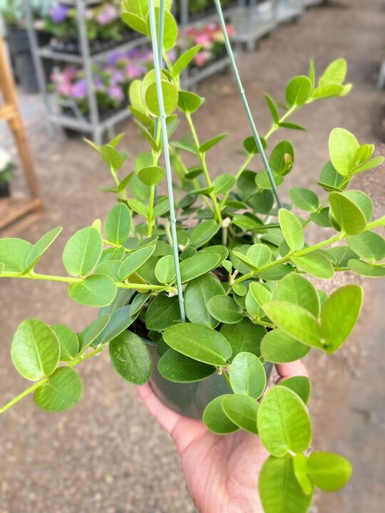 Hoya Cumingiana-6" Pot