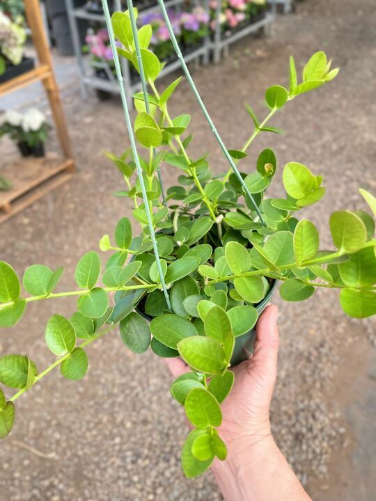 Hoya Cumingiana-6" Pot