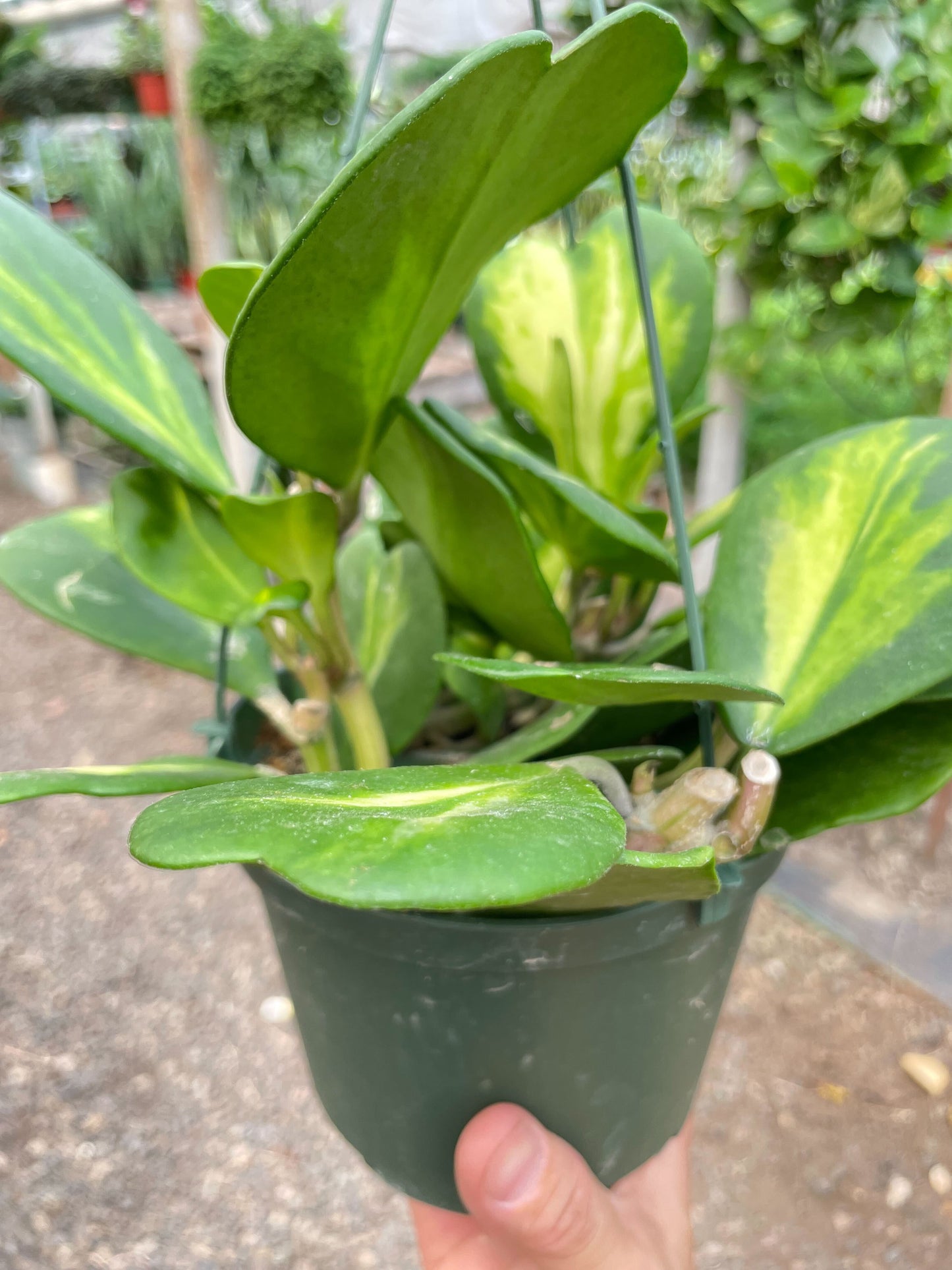 Hoya Heart 'Reverse Variegata'-6" Pot