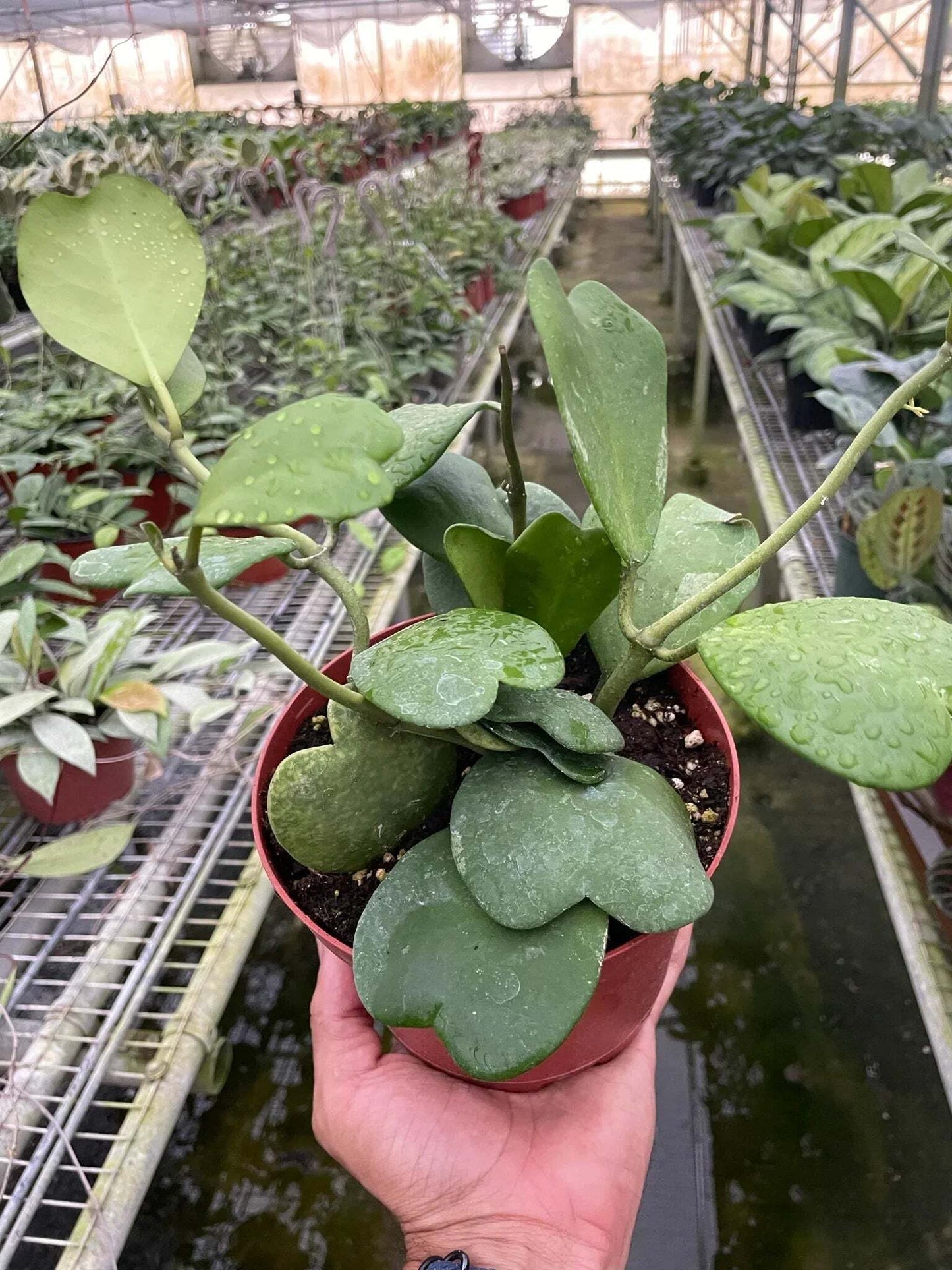 Hoya Sweetheart-6" Pot / Single