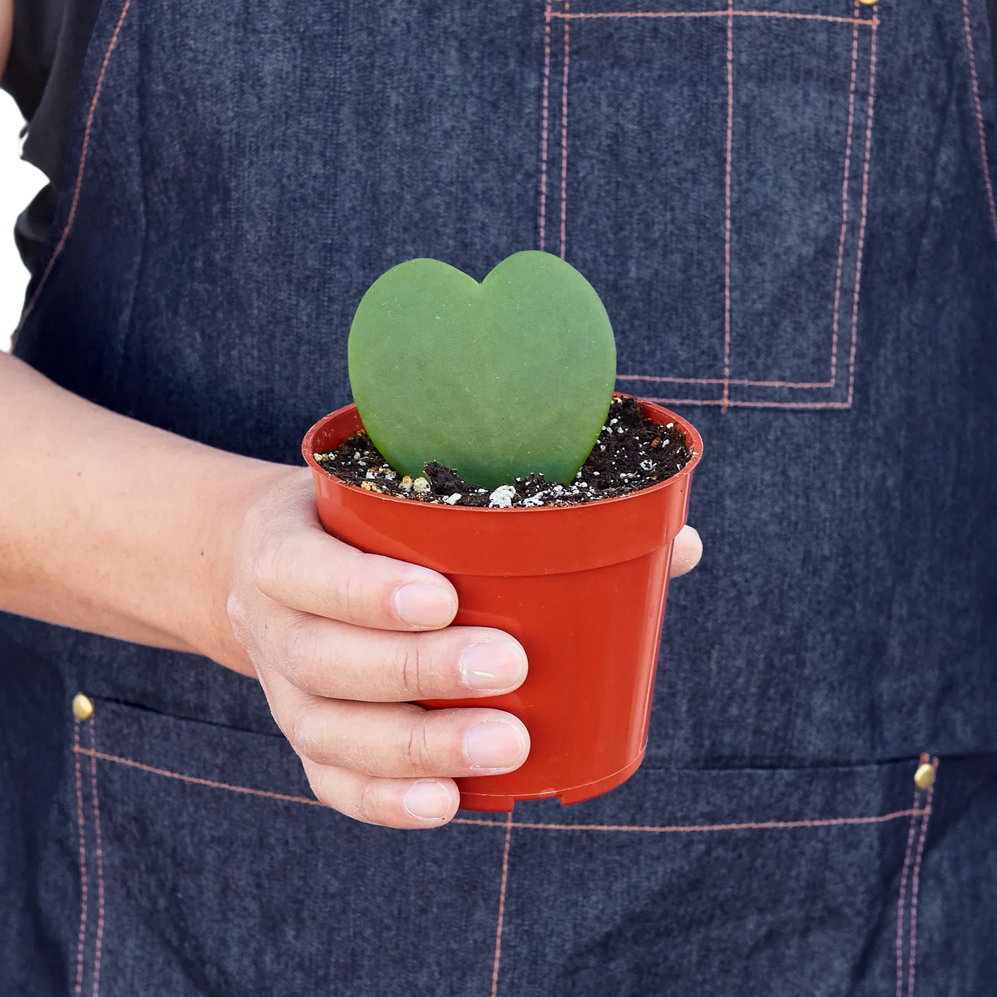 Hoya Sweetheart-6" Pot / Single