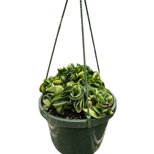 Hoya Rope Plant-6" Pot / Nursery Pot