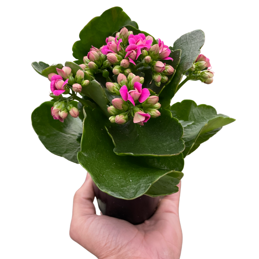 Kalanchoe-6" Pot / Candy Cane