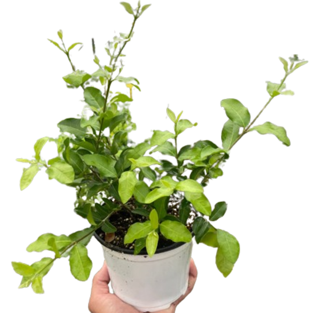 Malpighia Barbados Cherry-6" Pot