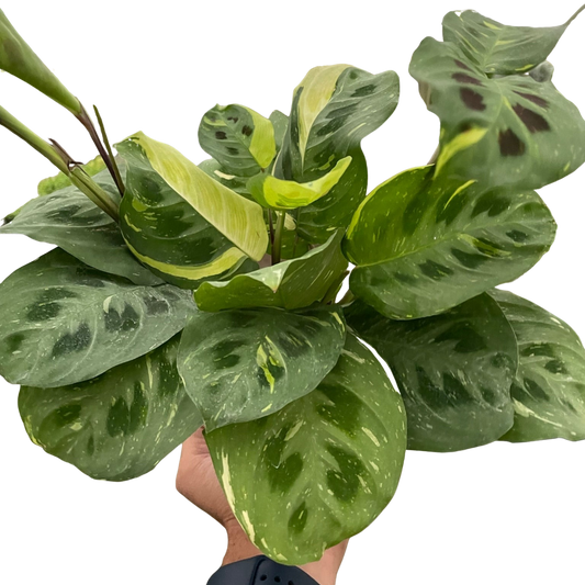 Maranta Variegated 'Beauty Kim'-6" Pot