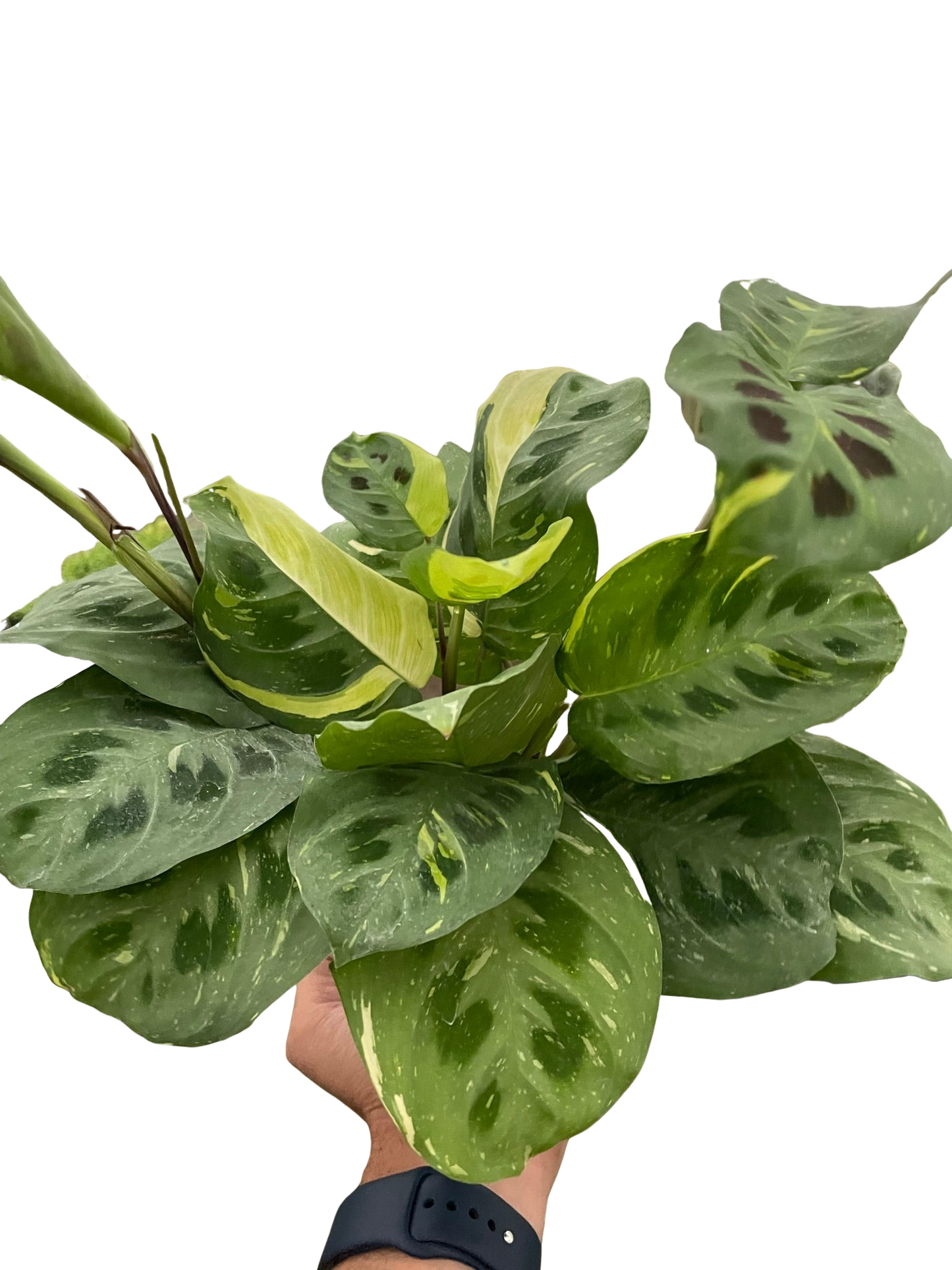 Maranta Variegated 'Beauty Kim'-6" Pot